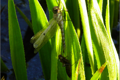 C_UIT_LIB_0003_odonata sp