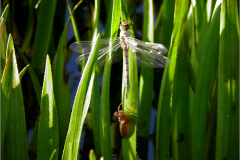 C_UIT_LIB_0004_odonata sp