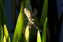 C_UIT_LIB_0013_odonata sp