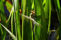 C_UIT_LIB_0034_odonata sp