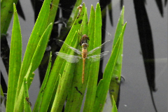 C_UIT_LIB_0036_odonata sp