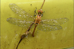 C_UIT_LIB_0038_odonata sp