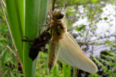 C_UIT_LIB_0039_viervlek_libellula quadrimaculata