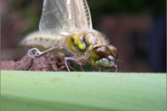 C_UIT_LIB_0041_viervlek_libellula quadrimaculata