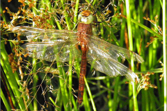 C_UIT_LIB_0047_odonata sp