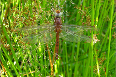 C_UIT_LIB_0048_odonata sp