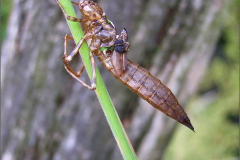 E_LAR_LIB_0010_odonata sp