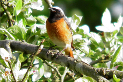 PC_VOG_0004_gekraagde roodstaart_phoenicurus phoenicurus