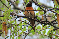 PC_VOG_0007_gekraagde roodstaart_phoenicurus phoenicurus