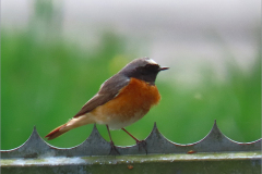 PC_VOG_0008_gekraagde roodstaart_phoenicurus phoenicurus