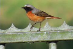 PC_VOG_0008a_gekraagde-roodstaart_phoenicurus-phoenicurus