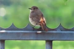 PC_VOG_0009_gekraagde roodstaart_phoenicurus phoenicurus