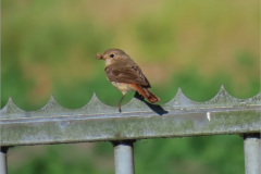 PC_VOG_0009a_gekraagde-roodstaart_phoenicurus-phoenicurus