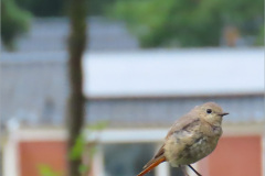 PC_VOG_0010_gekraagde-roodstaart_juv_phoenicurus-phoenicurus_vr