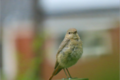 PC_VOG_0010a_gekraagde-roodstaart_juv_phoenicurus-phoenicurus