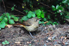 PC_VOG_0010b__gekraagde-roodstaart_juv_phoenicurus-phoenicurus