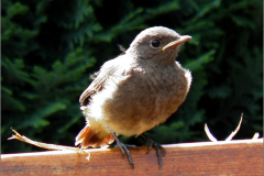 PD_VOG_0006_zwarte roodstaart_juv_phoenicurus ochruros