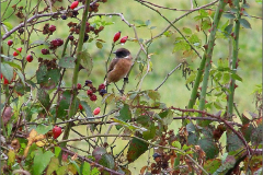 PF_VOG_0002_roodborsttapuit_saxicola torquatus