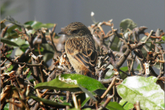 PF_VOG_0008_roodborsttapuit_saxicola torquatus