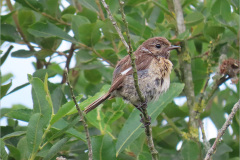 PF_VOG_0012._rooborsttapuit_juv_saxicola torquatus