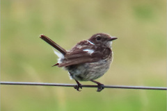 PF_VOG_0013._roodborsttapuit_juv_saxicola torquatus