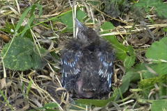 PM_VOG_0001_merel_juv_turdus merula