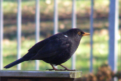 PM_VOG_0002_merel_♂_turdus merula