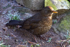 PM_VOG_0003_merel_♀_turdus merula