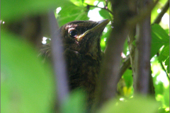 PM_VOG_0005_merel_juv_turdus merula