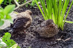 PM_VOG_0006_merel_juv_turdus merula