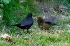 PM_VOG_0007_merel_juv_turdus merula