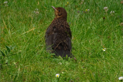 PM_VOG_0008_merel_juv_turdus merula