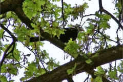 PM_VOG_0012_leucistische merel_turdus merula