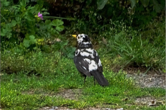 PM_VOG_0013_leucistische merel_turdus merula