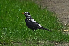 PM_VOG_0014_leucistische merel_turdus merula