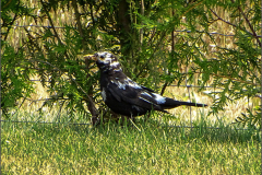 PM_VOG_0015_leucistische merel_turdus merula