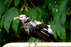 PM_VOG_0016_leucistische merel_turdus merula