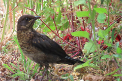 PM_VOG_0017_merel_juv_turdus merula