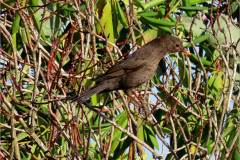 PM_VOG_0017a_merel_juv_turdus merula