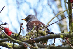 PN_VOG_0002_kramsvogel_turdus pilaris