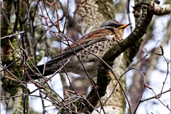 PN_VOG_0003_kramsvogel_turdus pilaris