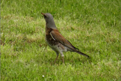 PN_VOG_0005_kramsvogel_juv_turdus pilaris