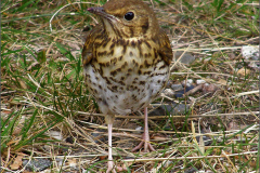 PP_VOG_0002_zanglijster_juv_turdus philomelos.