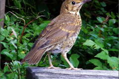 PP_VOG_0003_zanglijster_juv_turdus philomelos.