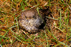 PP_VOG_0004_zanglijster_juv_turdus philomelos.