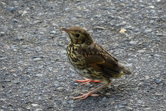 PP_VOG_0005_zanglijster_juv_turdus philomelos