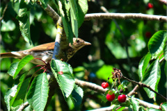 PP_VOG_0006_zanglijster_turdus philomelos