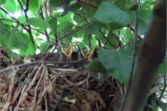 PP_VOG_0007_zanglijsters_juv_turdus philomelos