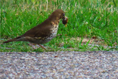 PP_VOG_0008_zanglijster_turdus philomelos