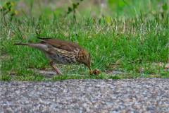 PP_VOG_0008a_zanglijster_turdus philomelos